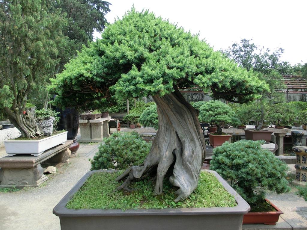 chinese bonsai garden
