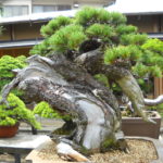 japan bonsai garden