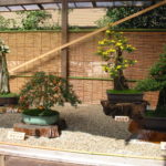japan bonsai garden art
