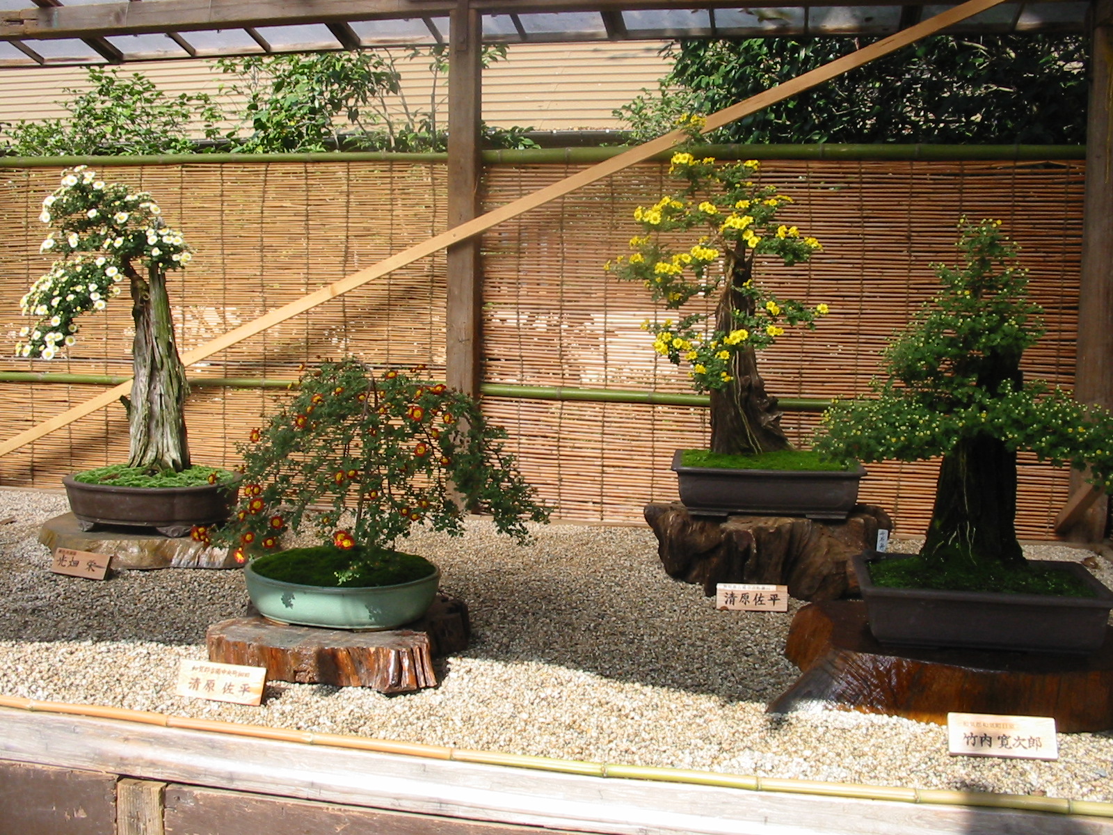 japan bonsai garden art