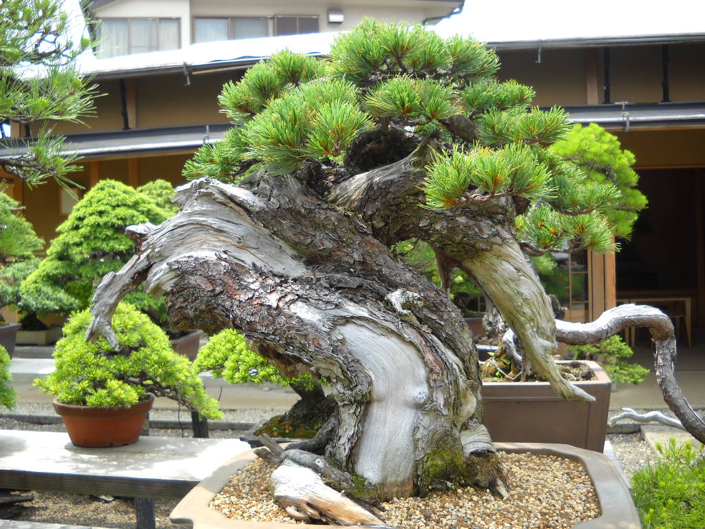 japan bonsai garden