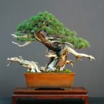 japanese bonsai garden