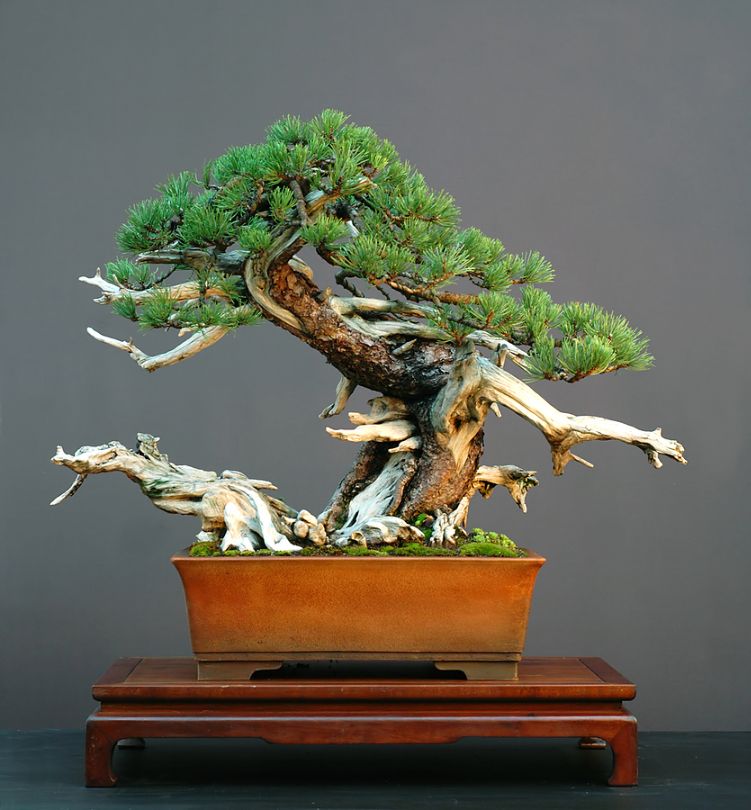 japanese bonsai garden