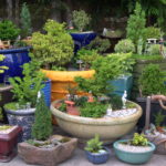 miniature indoor bonsai tree garden
