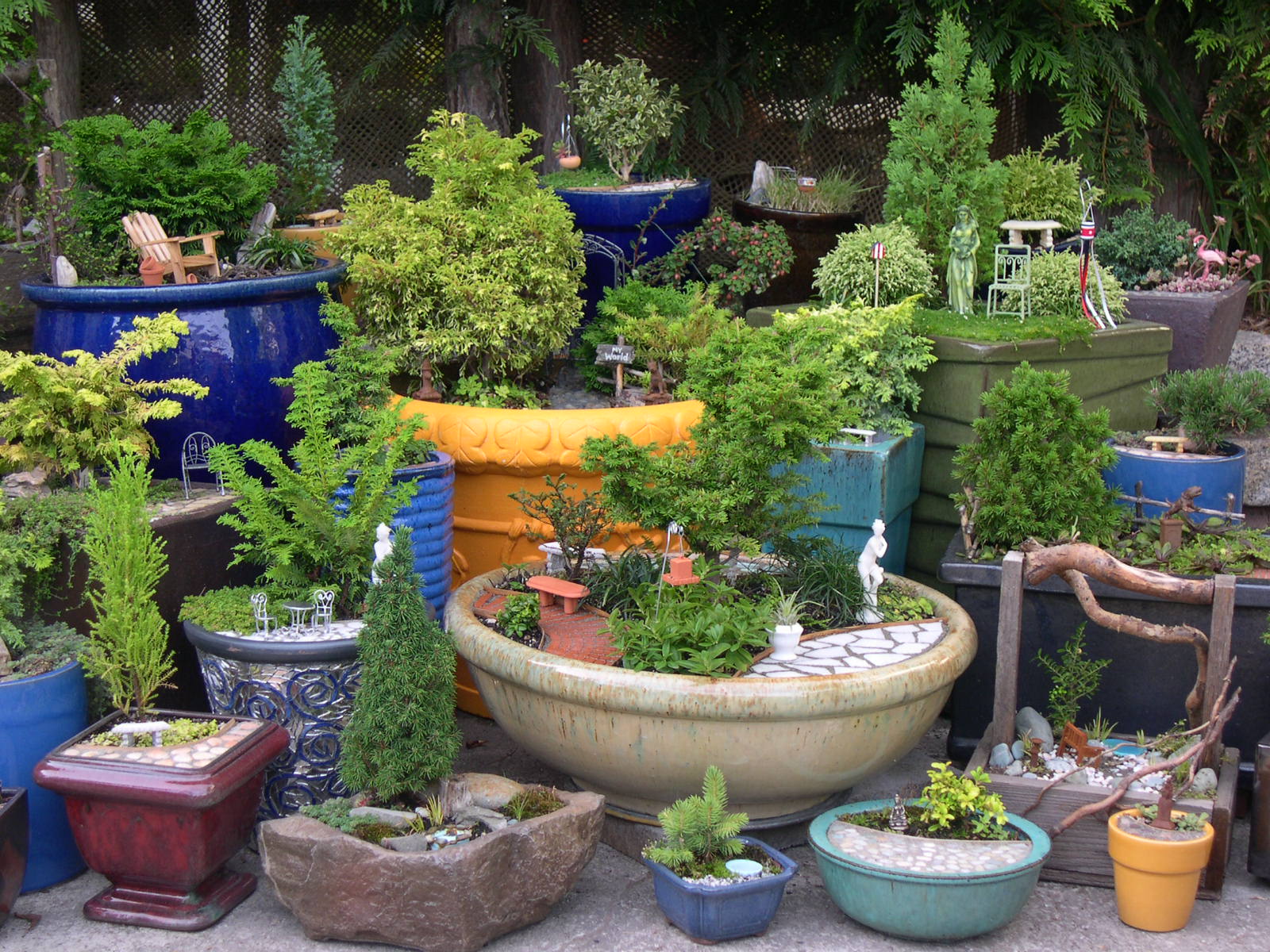 miniature indoor bonsai tree garden