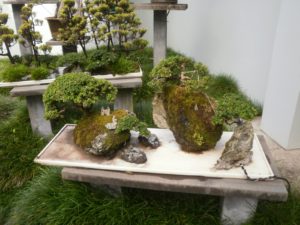 penjing bonsai garden