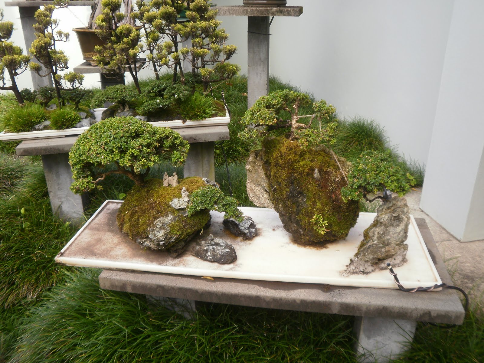 Garden Bonsai – Japanese Garden Style with Bonsai